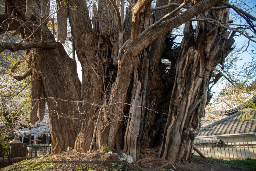 善福寺のイチョウ