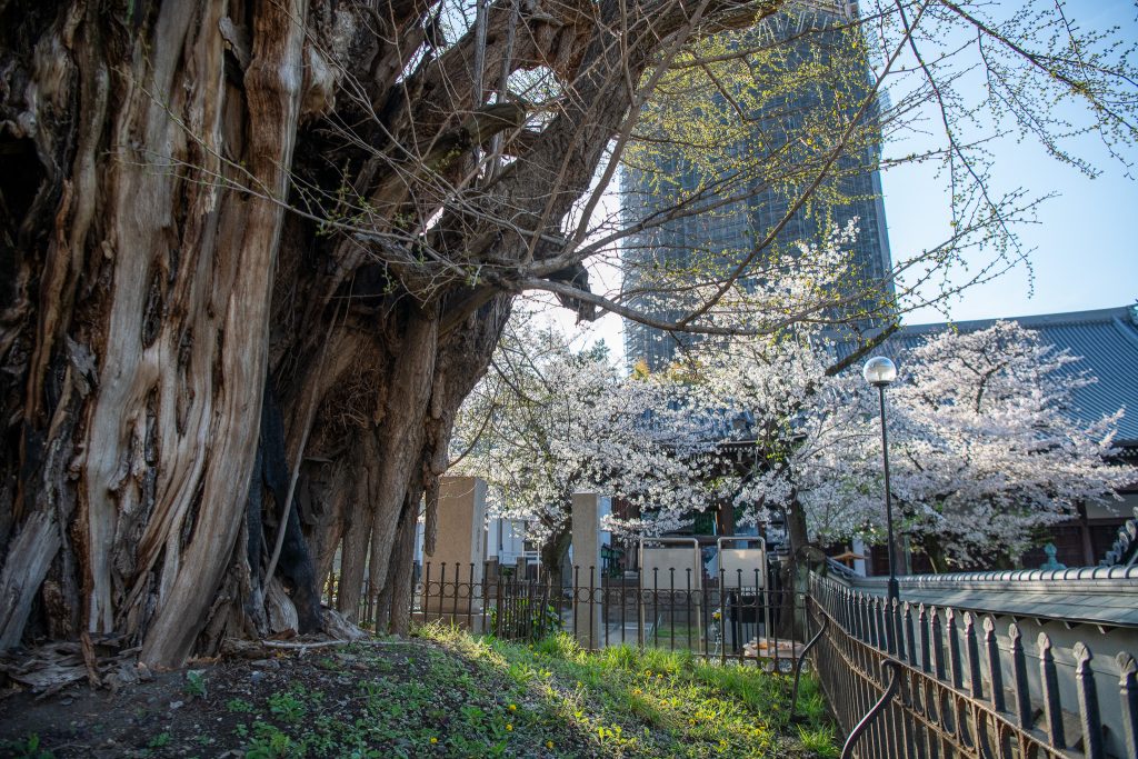 善福寺のイチョウ