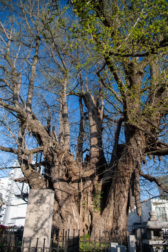善福寺のイチョウ