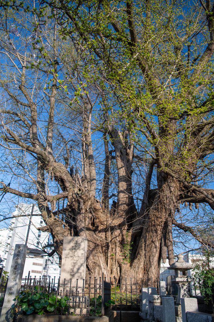 善福寺のイチョウ
