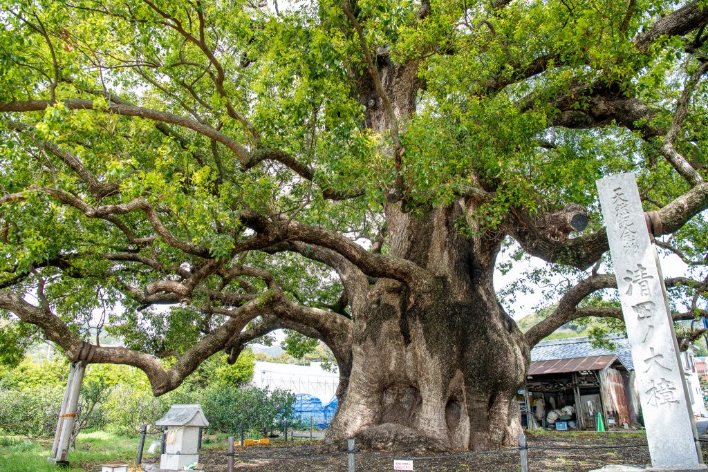 清田の大樟