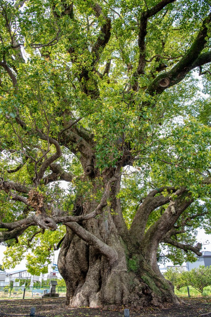 清田の大樟