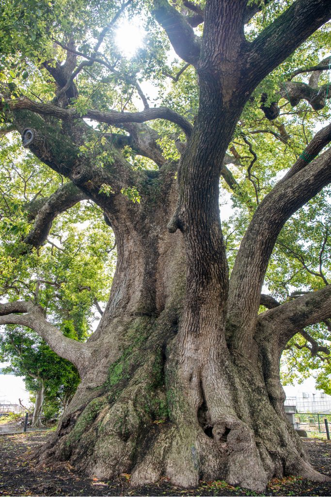 清田の大樟