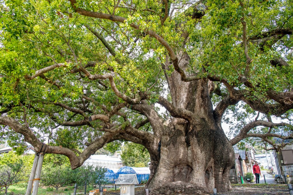 清田の大樟