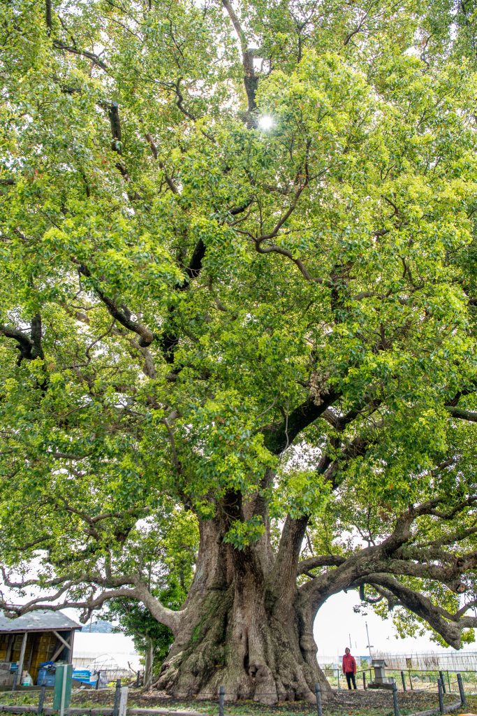 清田の大樟