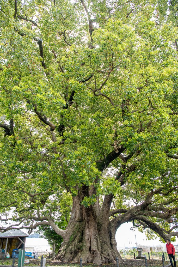 清田の大樟