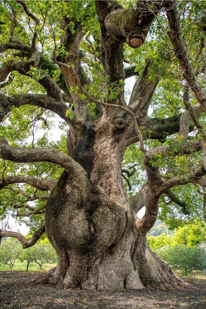 清田の大樟