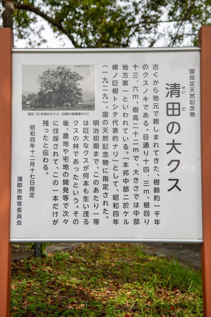 清田の大樟案内板