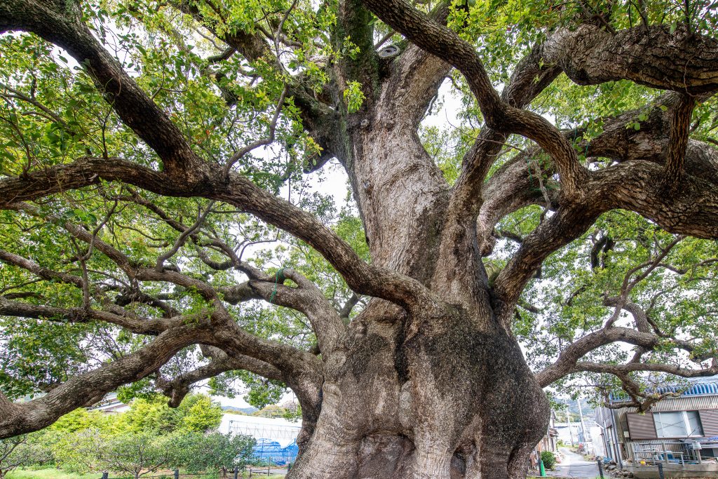 清田の大樟