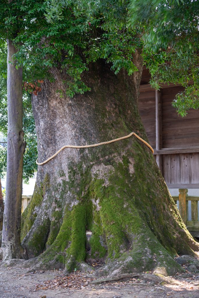 熊野神社のクスノキ