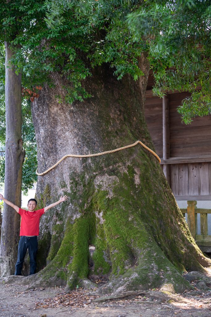 熊野神社のクスノキ