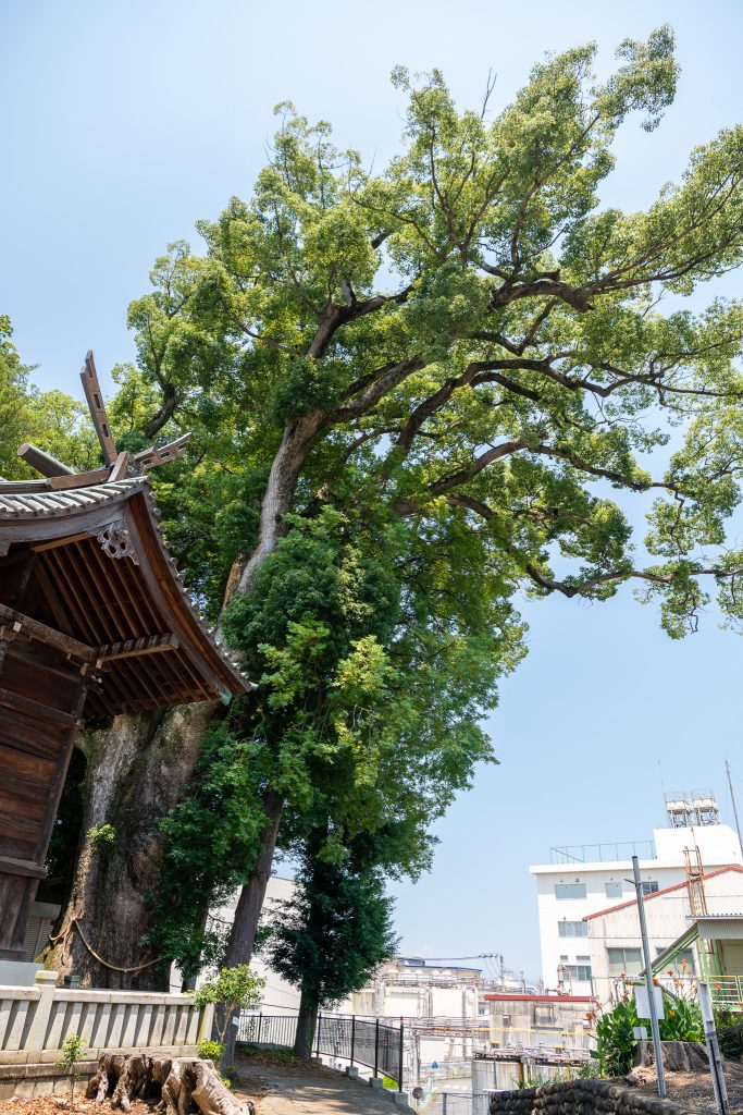 熊野神社のクスノキ