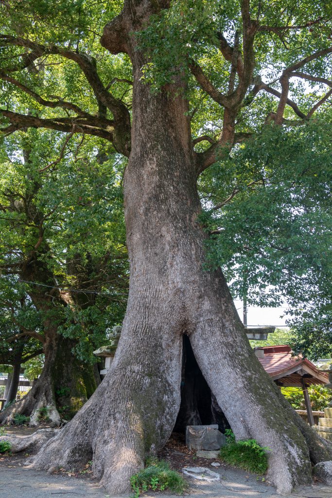 熊野神社のクスノキ群