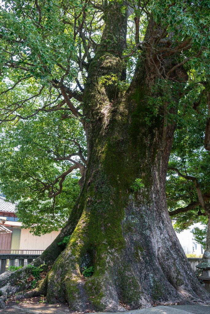 熊野神社のクスノキ群