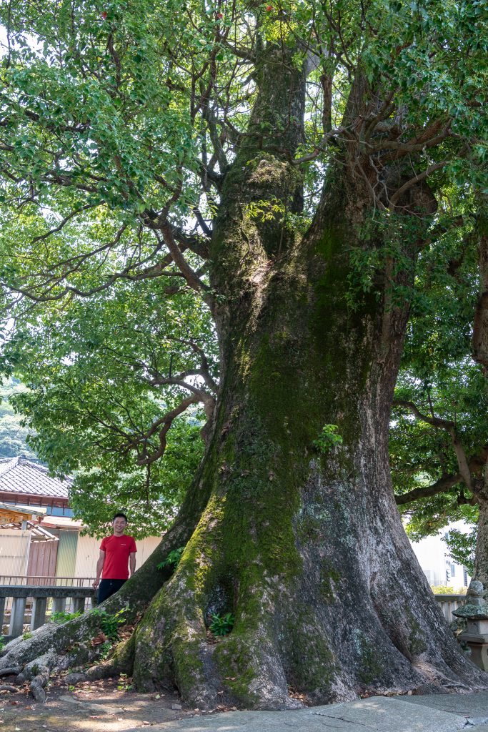 熊野神社のクスノキ群