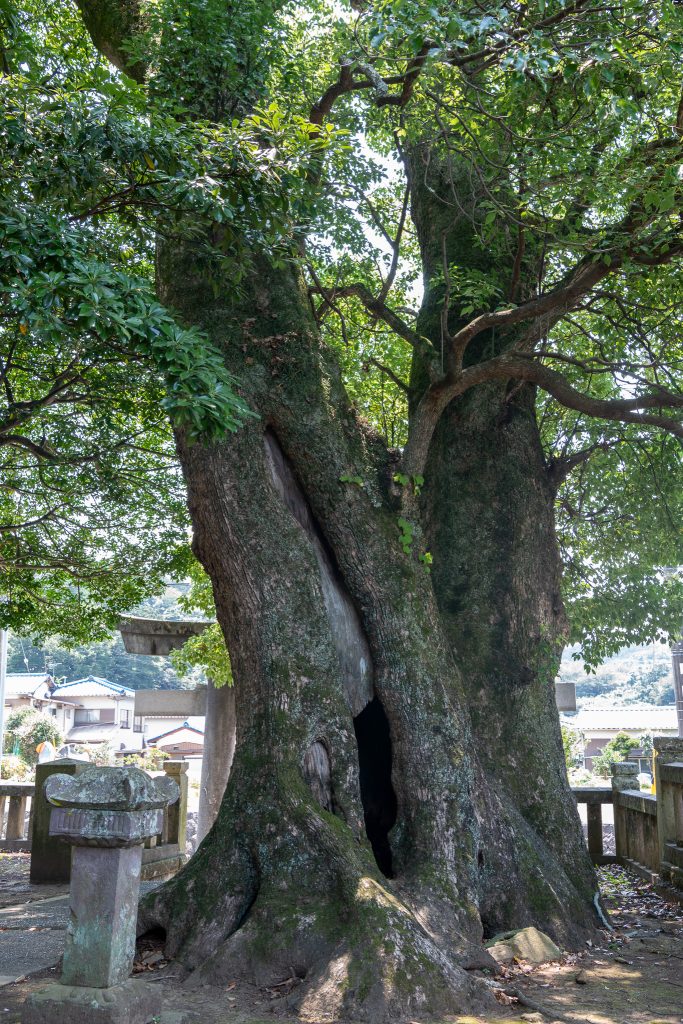 熊野神社のクスノキ群
