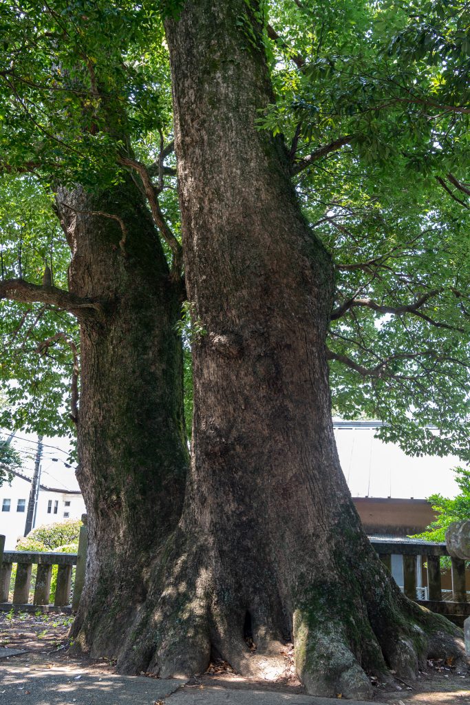 熊野神社のクスノキ群
