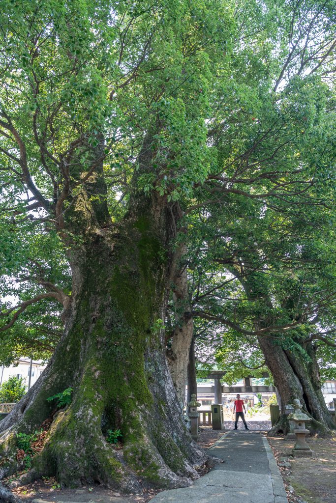 熊野神社のクスノキ群