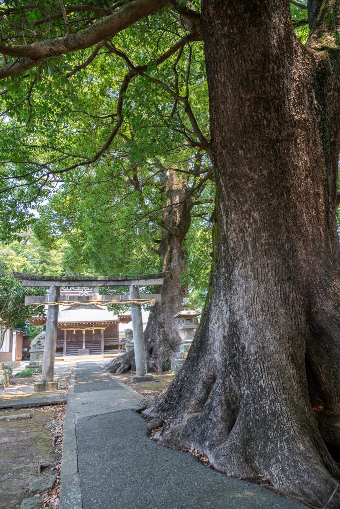 熊野神社のクスノキ群