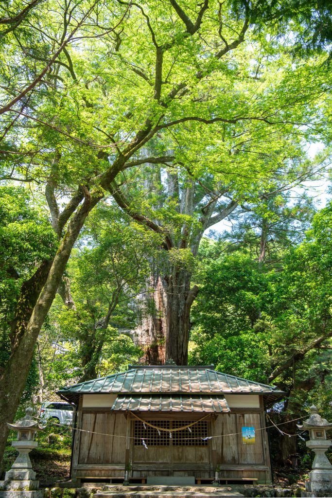 将軍杉