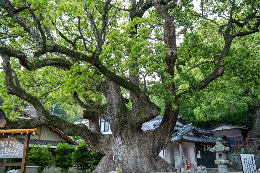 平安の大楠