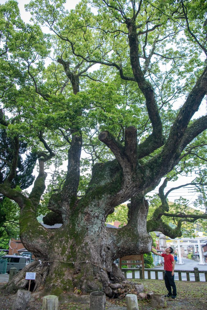 平安の大楠