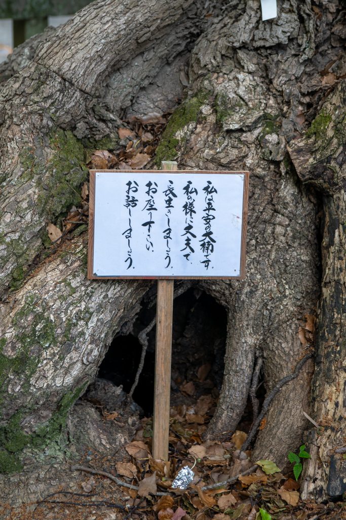 平安の大楠