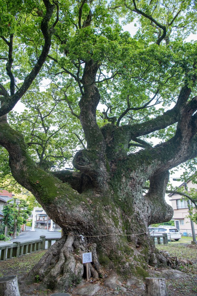 平安の大楠
