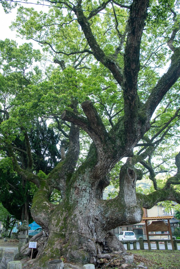 平安の大楠