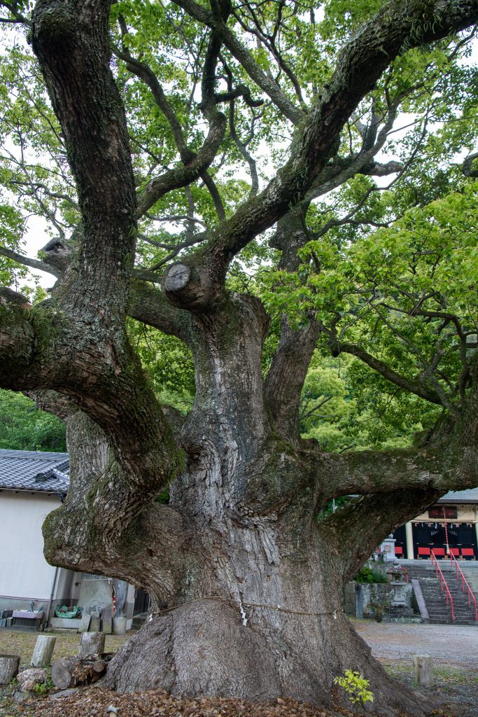 平安の大楠