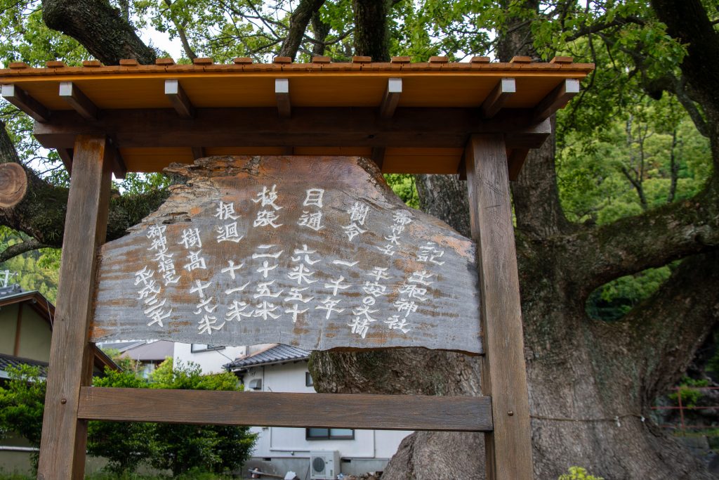 平安の大楠案内板