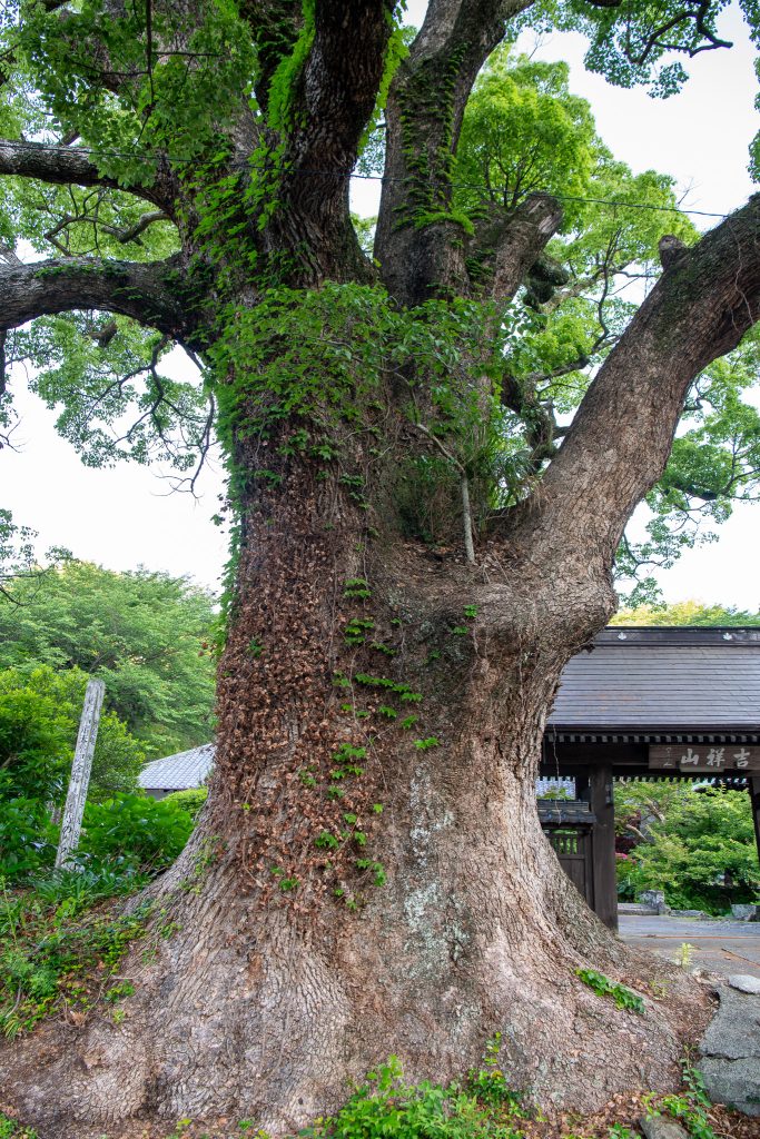 安楽寺の大クス