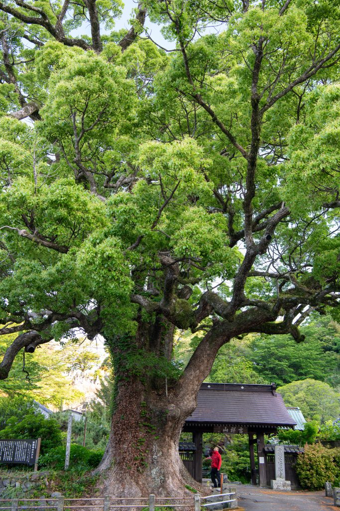 安楽寺の大クス
