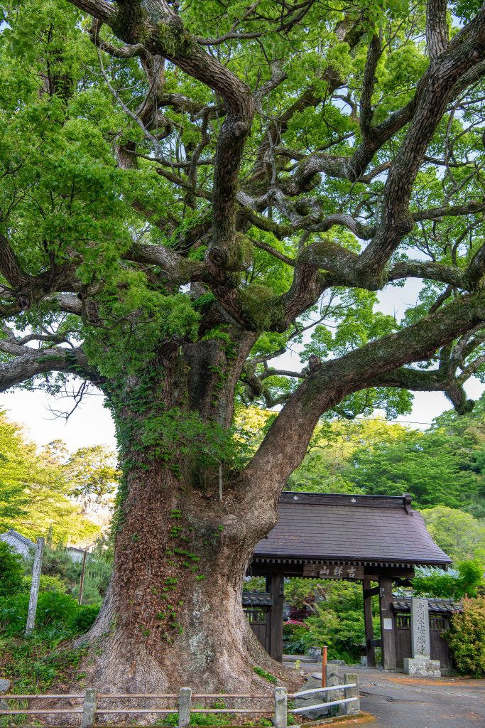 安楽寺の大クス