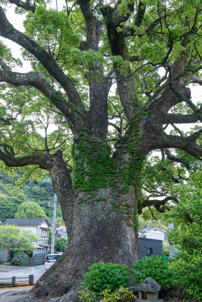 安楽寺の大クス