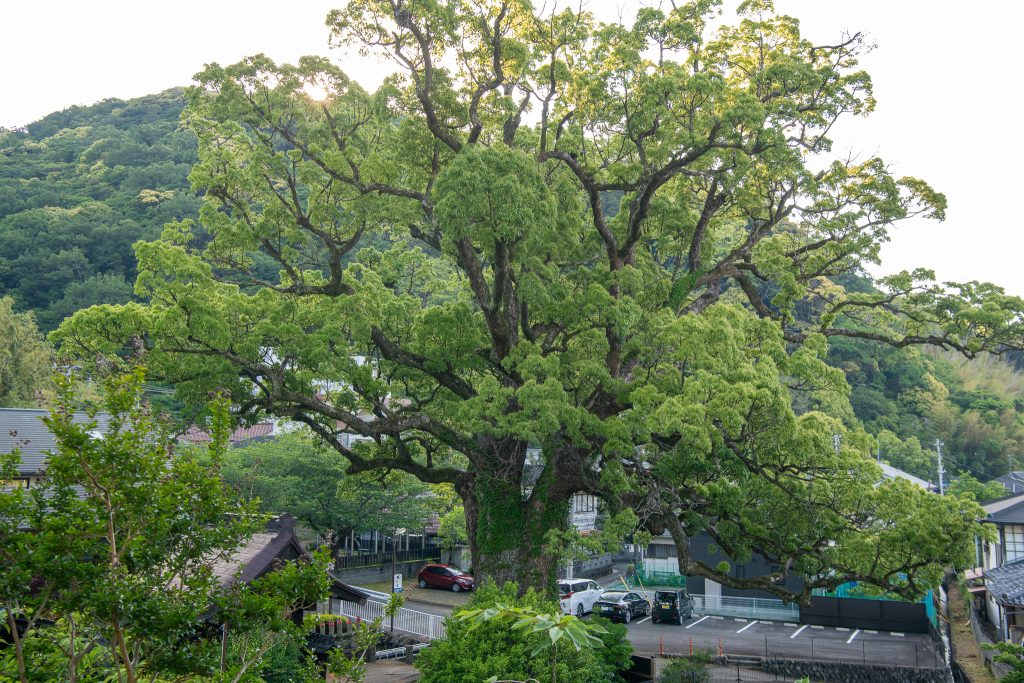 安楽寺の大クス