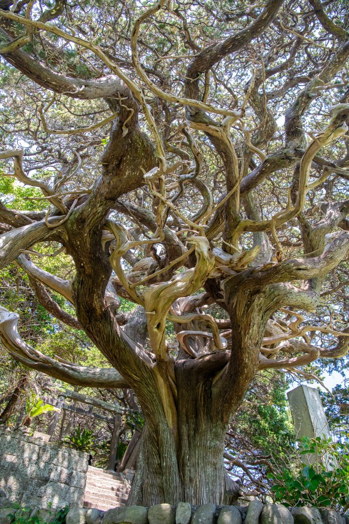 白鳥神社のビャクシン