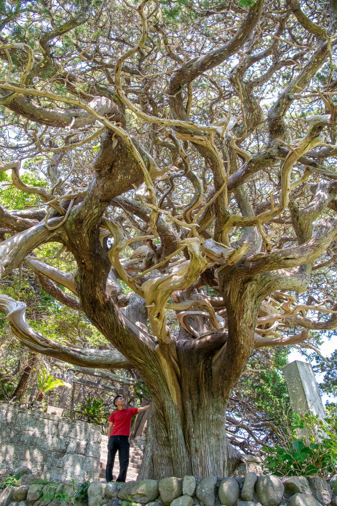 白鳥神社のビャクシン