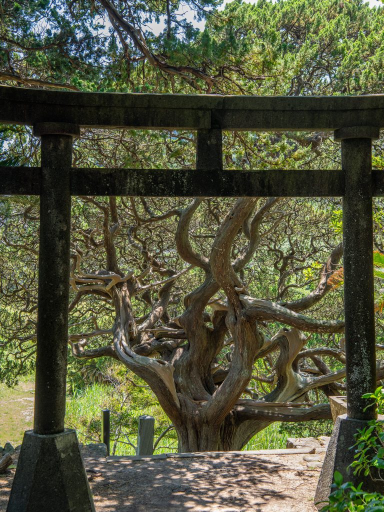 白鳥神社のビャクシン