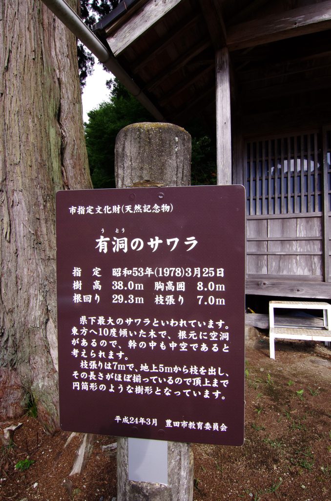 有洞のサワラ案内板