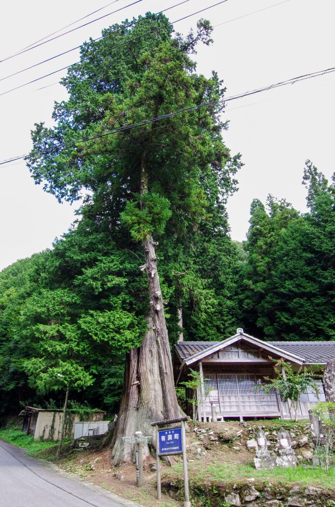 有洞のサワラ