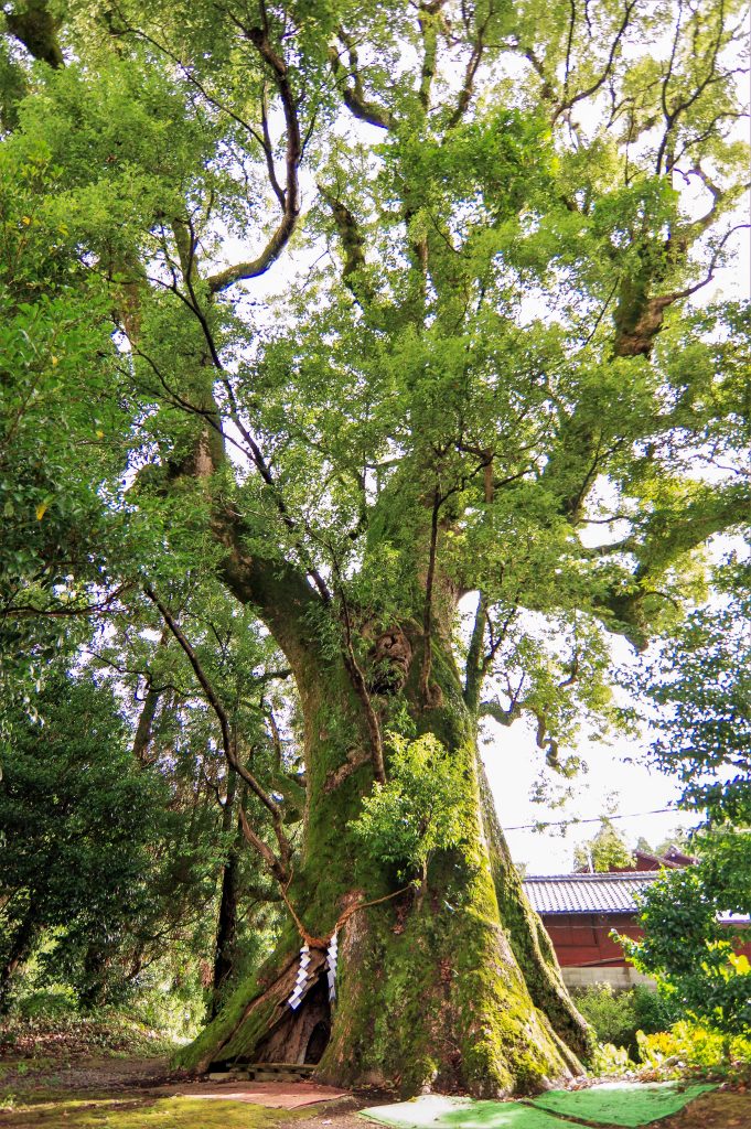大汝牟遅神社の御神木