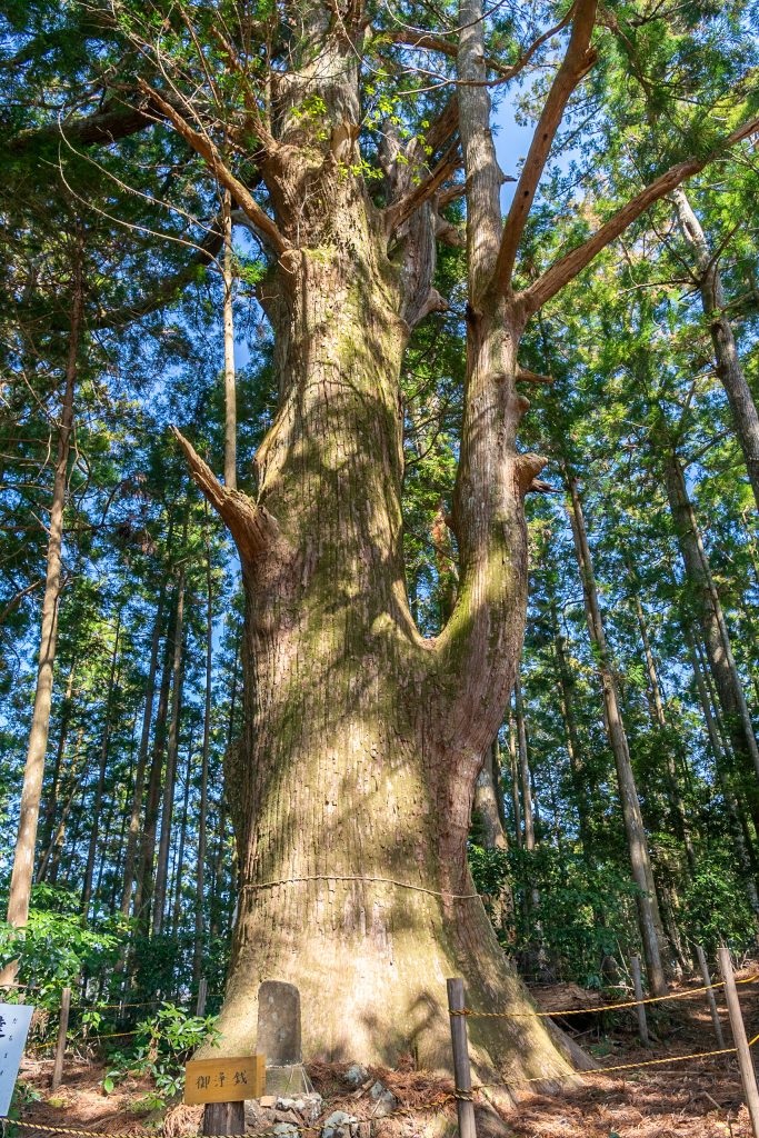 達磨杉（だるますぎ）