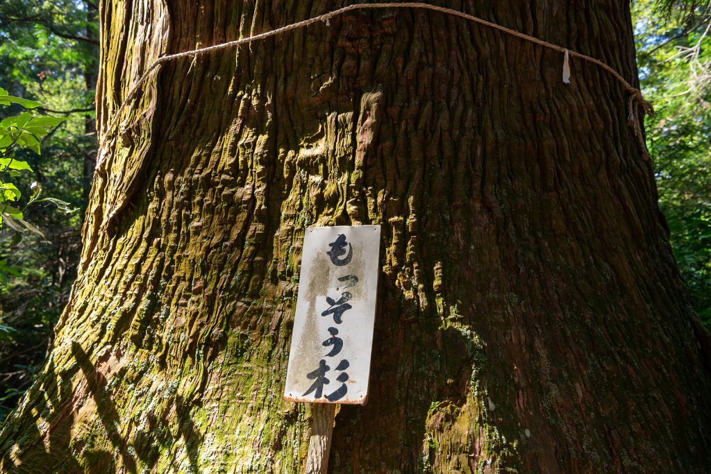 盛相杉（もっそうすぎ）