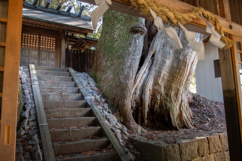 大間見白山神社の大スギ