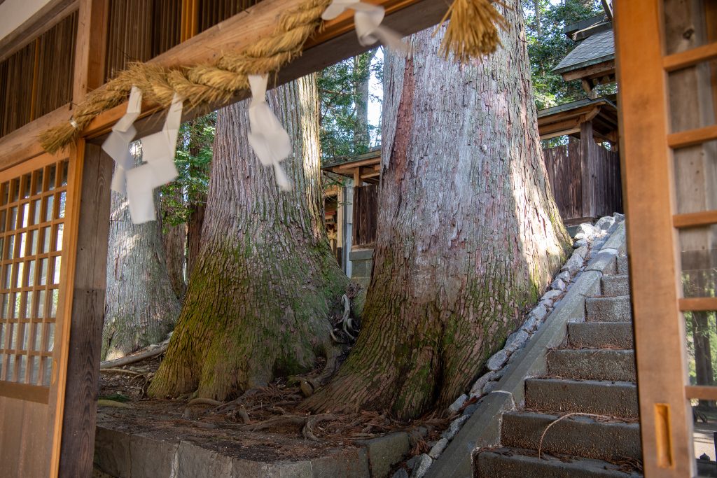 大間見白山神社の大スギ