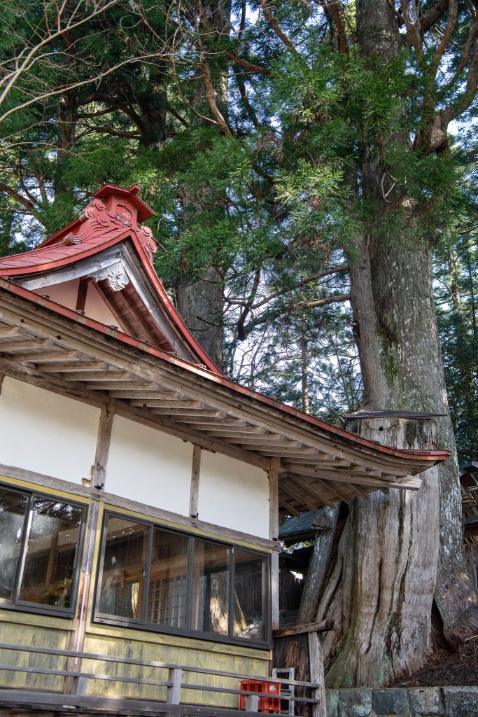 大間見白山神社の大スギ