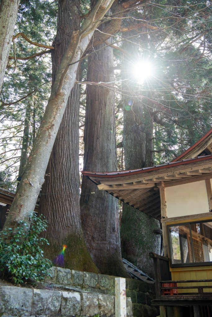 大間見白山神社の大スギ