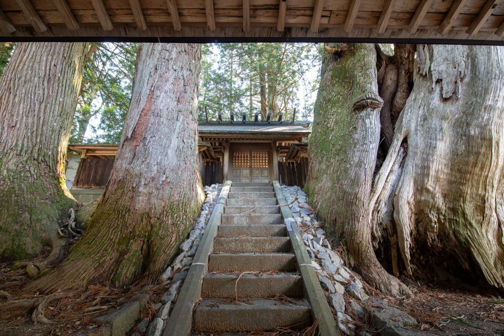 大間見白山神社の大スギ