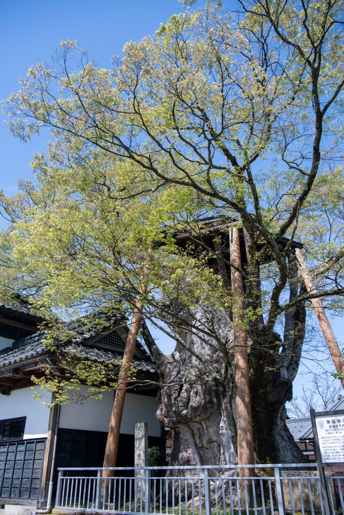 専福寺の大ケヤキ
